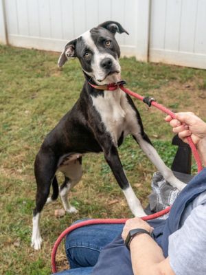 Sweet Origami was dumped by someone and she ended up at the shelter She has been shy and confused a