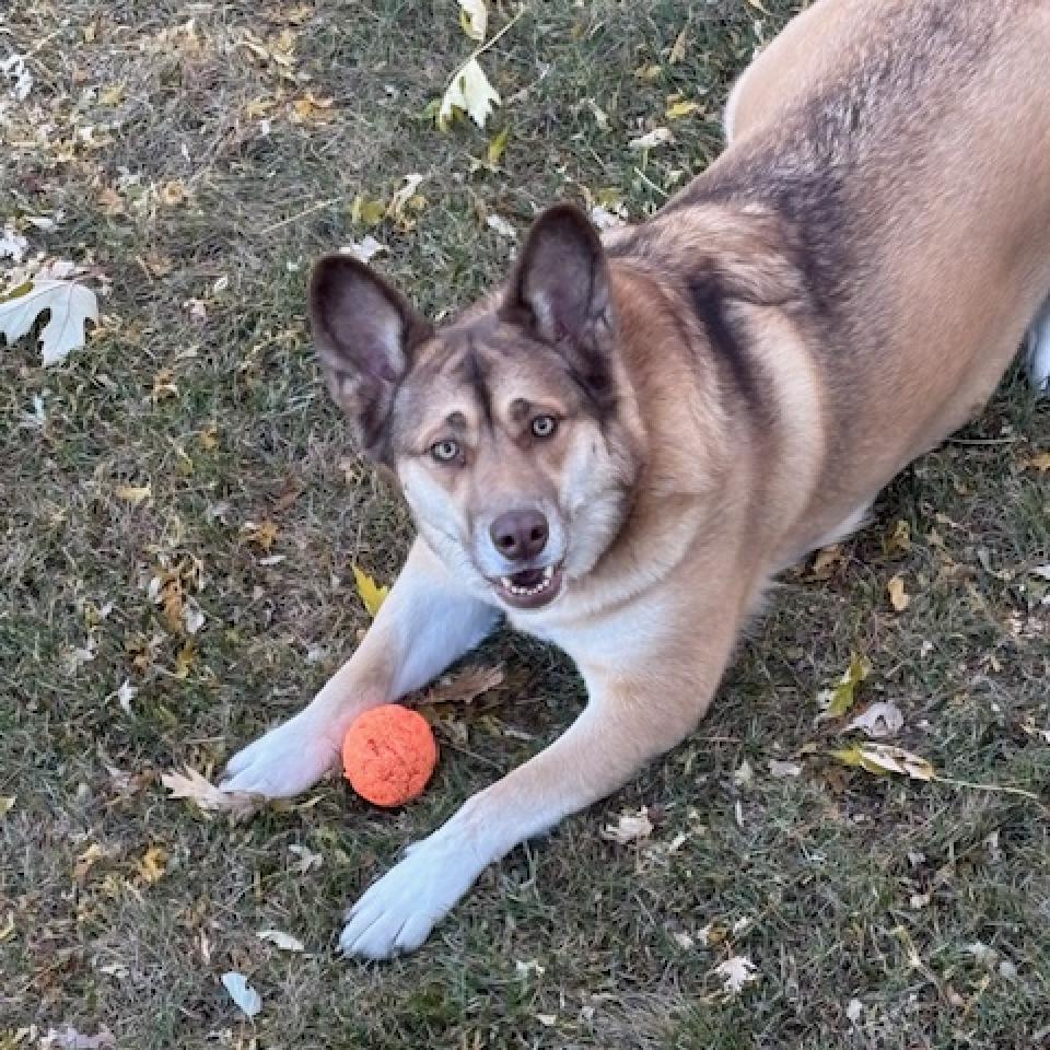 Mocha, an adoptable Husky in Sioux Falls, SD, 57106 | Photo Image 1