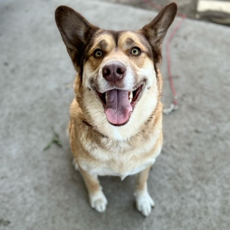 Mocha, an adoptable Husky in Sioux Falls, SD, 57106 | Photo Image 1