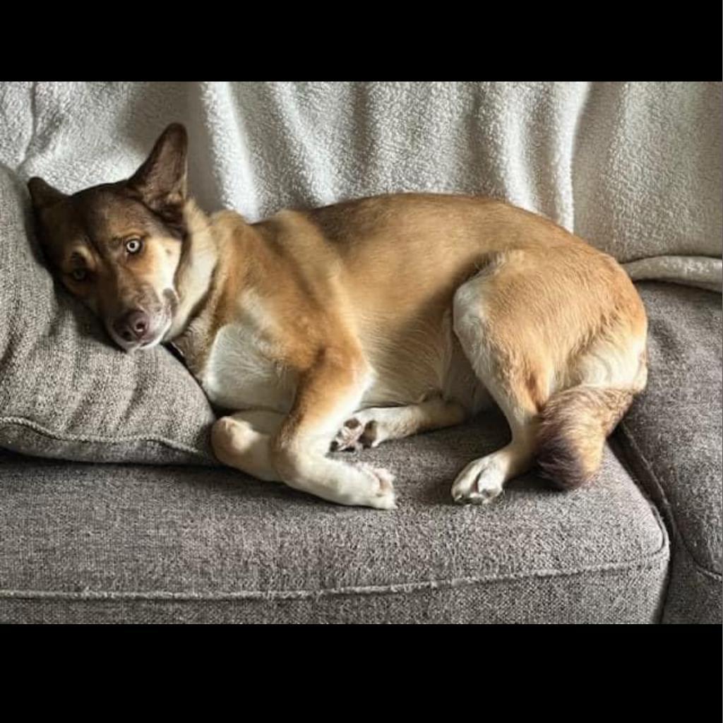Mocha, an adoptable Husky in Sioux Falls, SD, 57106 | Photo Image 2
