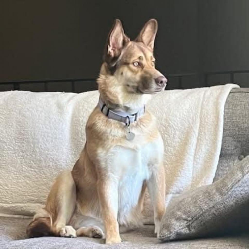 Mocha, an adoptable Husky in Sioux Falls, SD, 57106 | Photo Image 3
