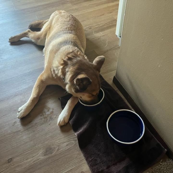 Mocha, an adoptable Husky in Sioux Falls, SD, 57106 | Photo Image 3