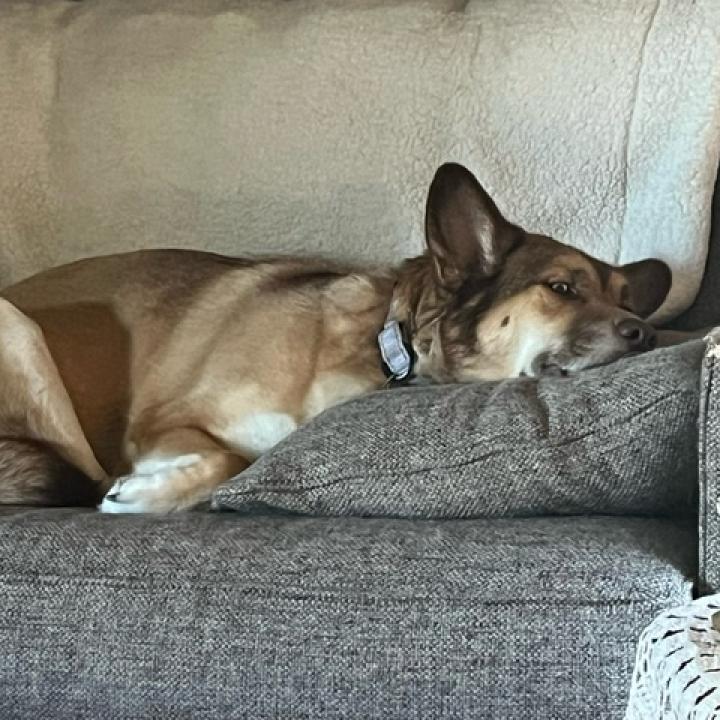 Mocha, an adoptable Husky in Sioux Falls, SD, 57106 | Photo Image 4