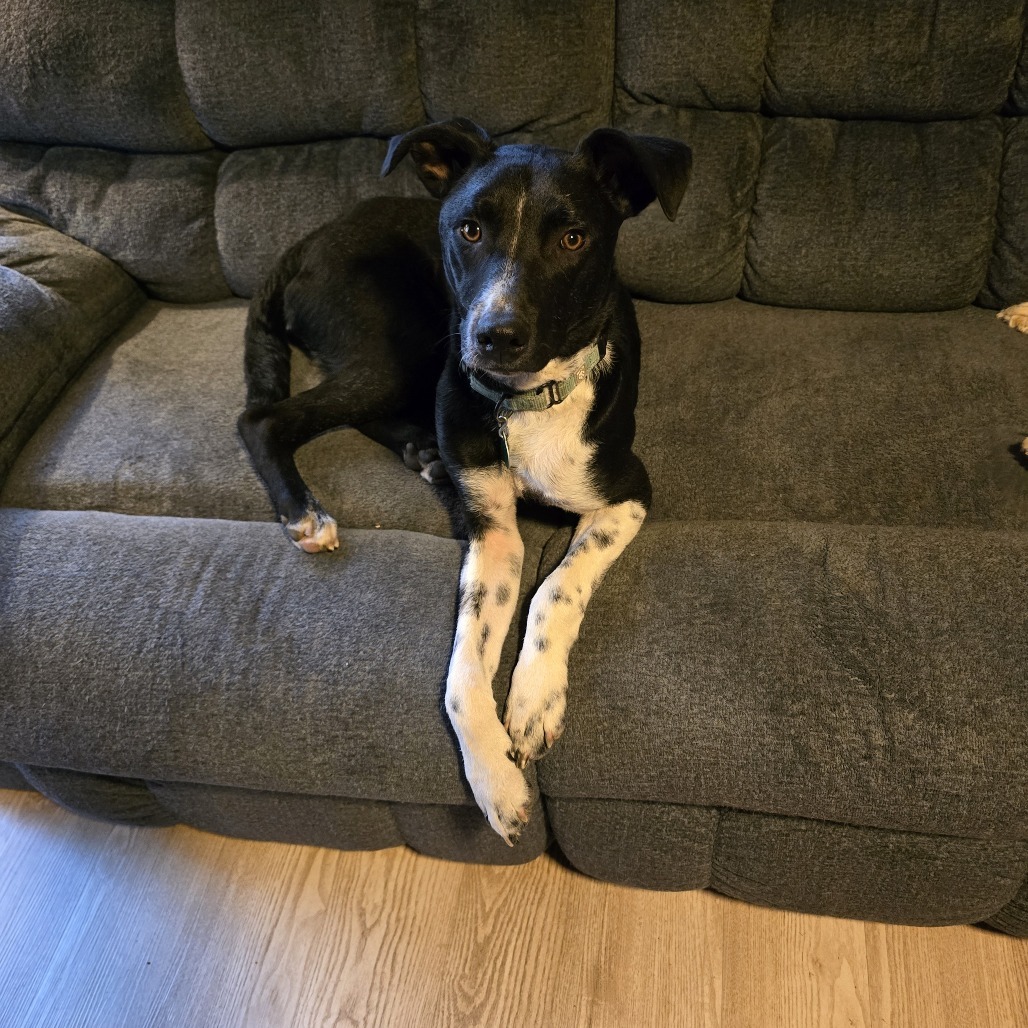 Totoro, an adoptable Mixed Breed in Mitchell, SD, 57301 | Photo Image 1
