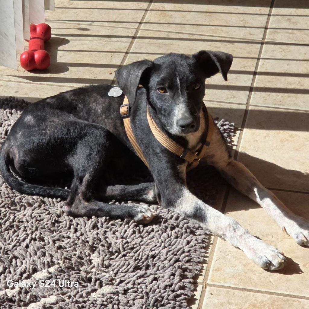 Totoro, an adoptable Mixed Breed in Mitchell, SD, 57301 | Photo Image 2