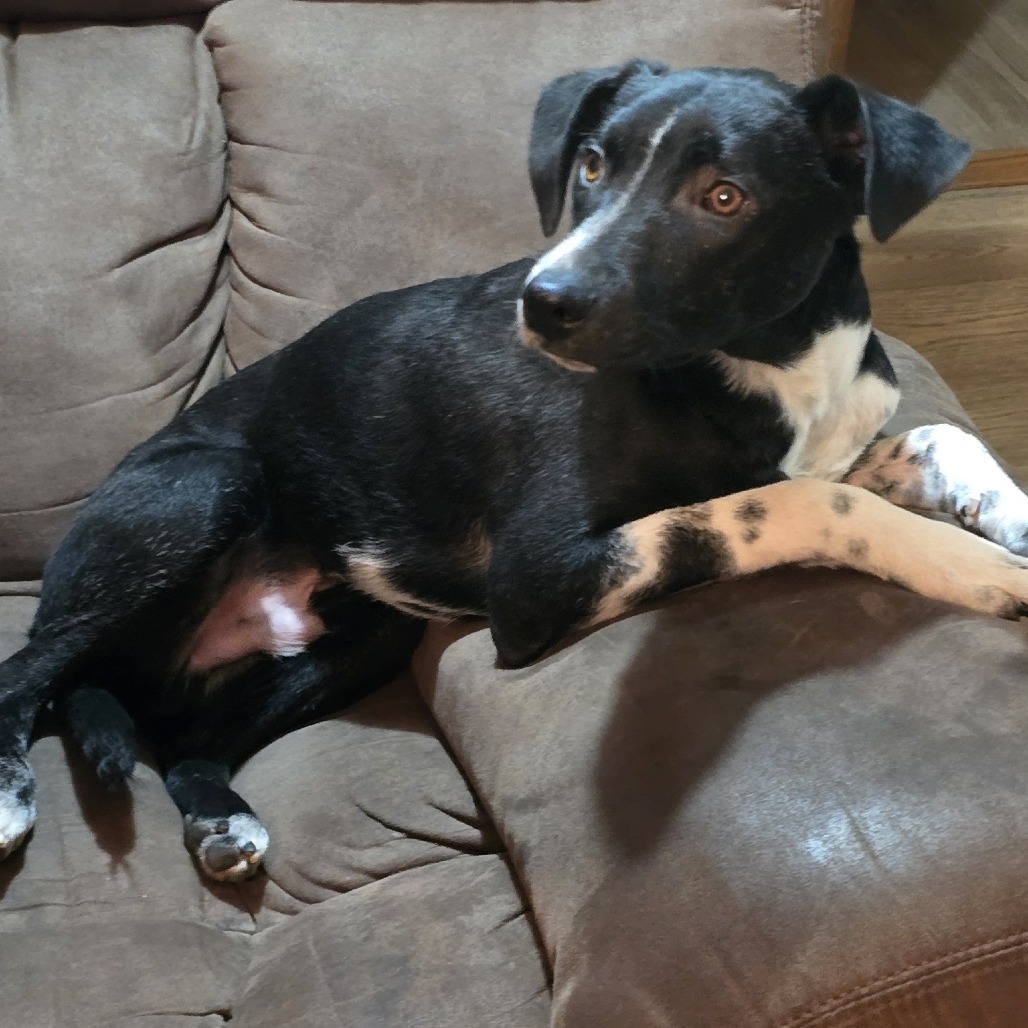 Totoro, an adoptable Mixed Breed in Mitchell, SD, 57301 | Photo Image 3