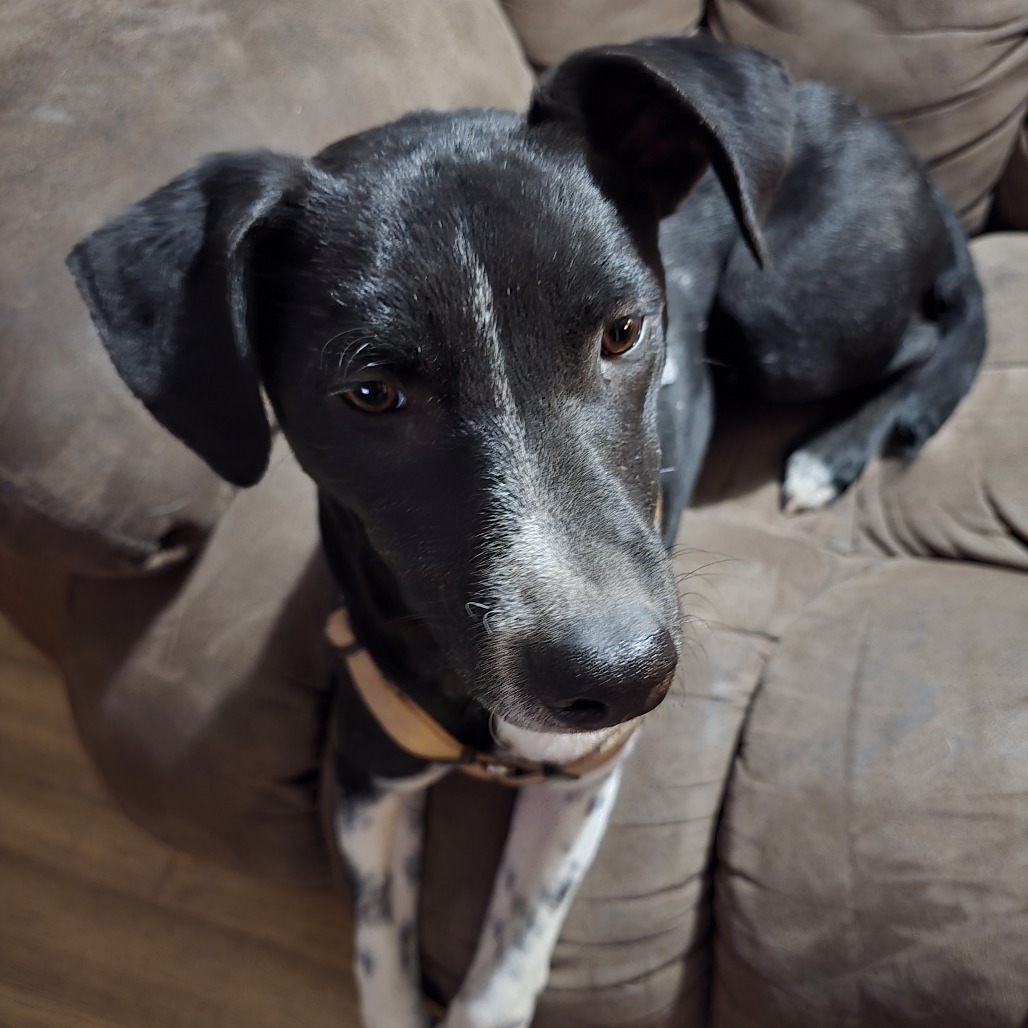 Totoro, an adoptable Mixed Breed in Mitchell, SD, 57301 | Photo Image 4