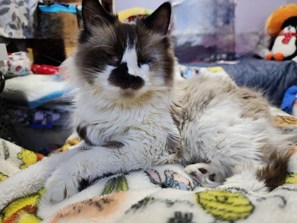 Hope - In Foster, an adoptable Siamese in Grand Forks, ND, 58203 | Photo Image 1
