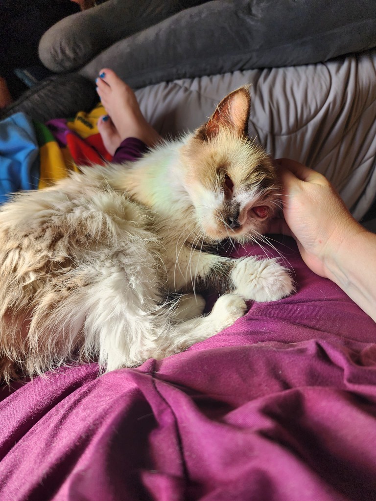 Hope - In Foster, an adoptable Siamese in Grand Forks, ND, 58203 | Photo Image 2