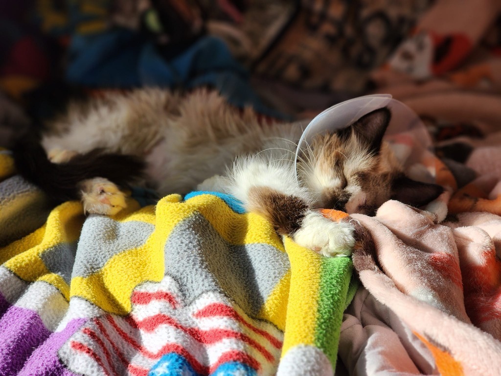 Hope - In Foster, an adoptable Siamese in Grand Forks, ND, 58203 | Photo Image 3