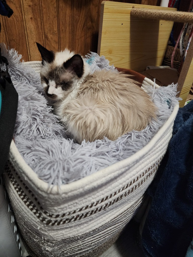 Hope - In Foster, an adoptable Siamese in Grand Forks, ND, 58203 | Photo Image 4