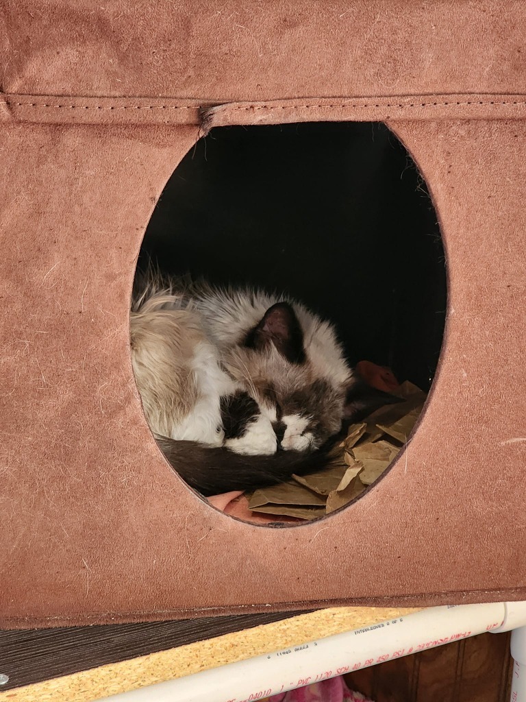 Hope - In Foster, an adoptable Siamese in Grand Forks, ND, 58203 | Photo Image 5