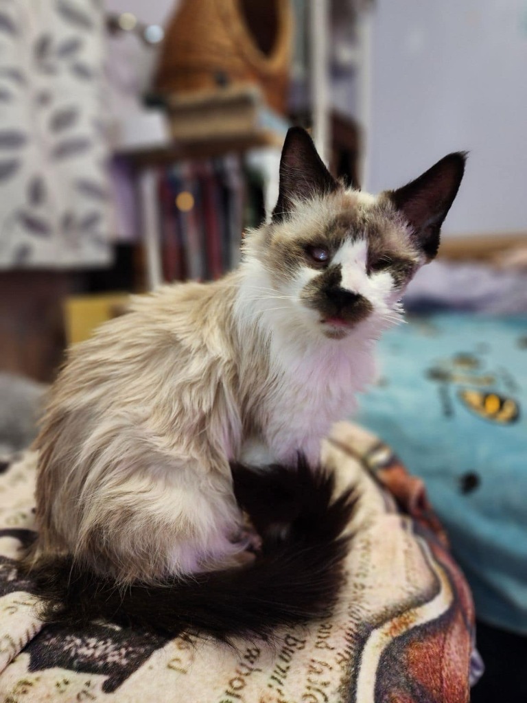 Hope - In Foster, an adoptable Siamese in Grand Forks, ND, 58203 | Photo Image 6
