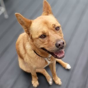 Harper, Senior Female Chow Chow