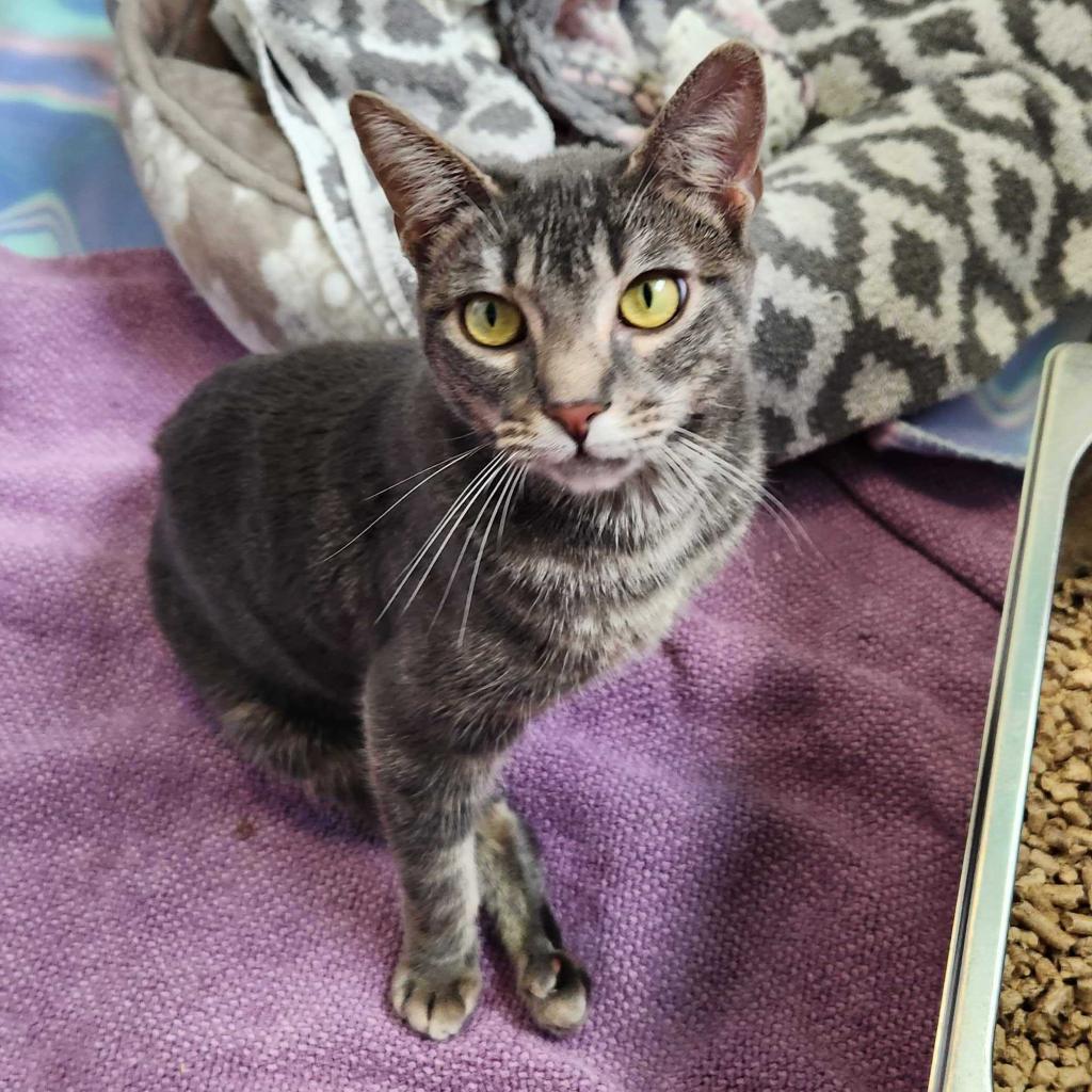 Usagi 3, an adoptable Manx in Austin, TX, 78704 | Photo Image 1