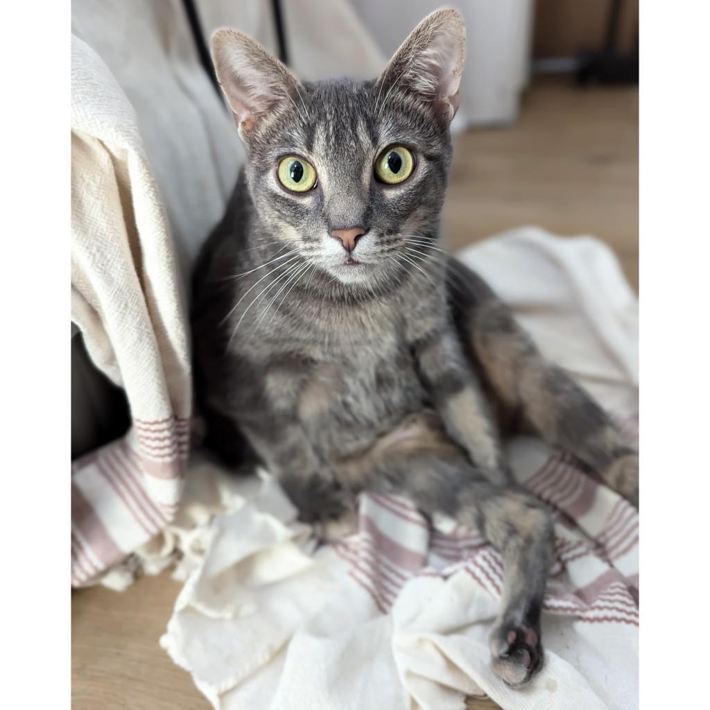 Usagi 3, an adoptable Manx in Austin, TX, 78704 | Photo Image 2