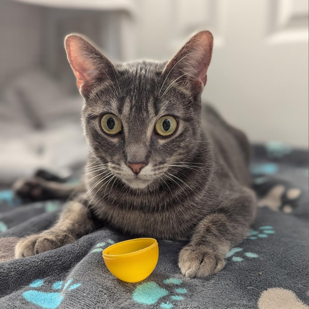 Usagi 3, an adoptable Manx in Austin, TX, 78704 | Photo Image 3