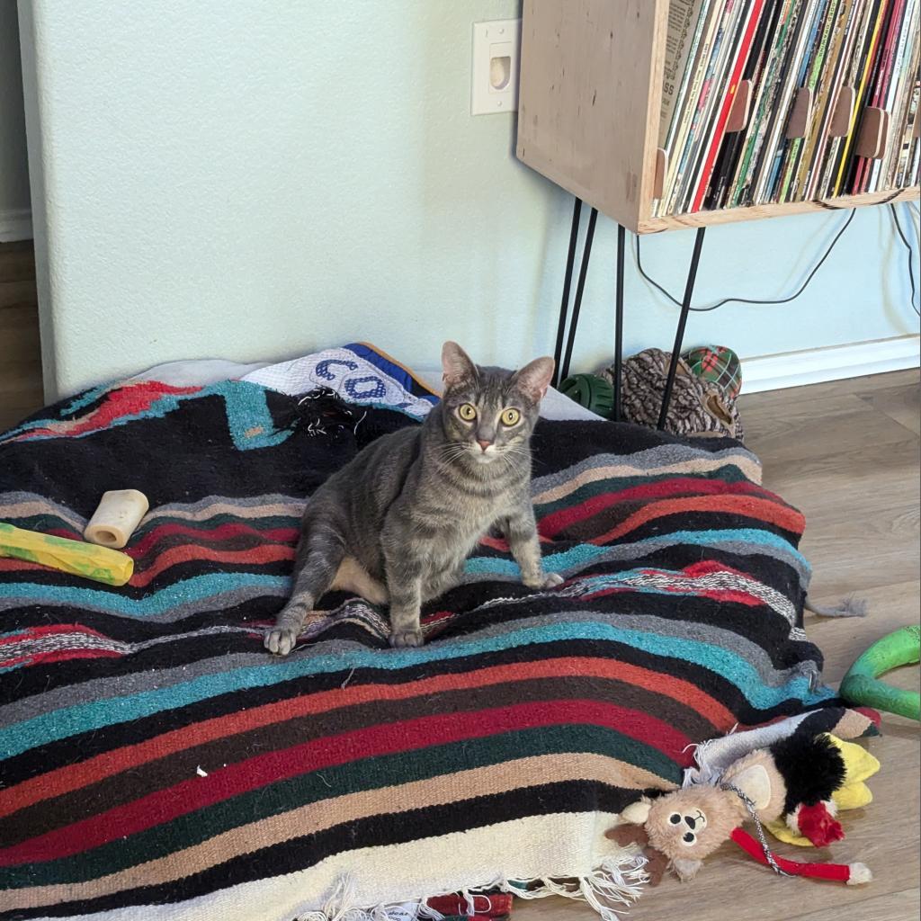 Usagi 3, an adoptable Manx in Austin, TX, 78704 | Photo Image 4