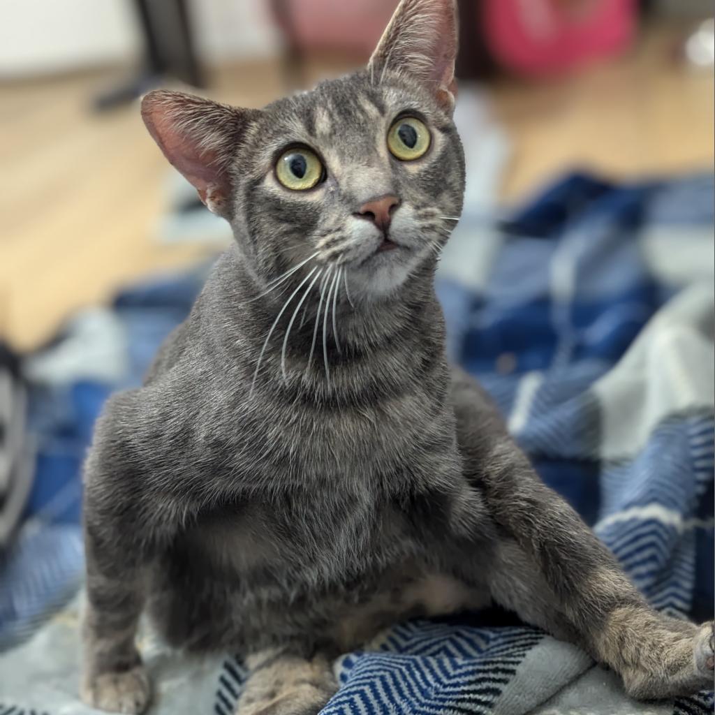 Usagi 3, an adoptable Manx in Austin, TX, 78704 | Photo Image 5