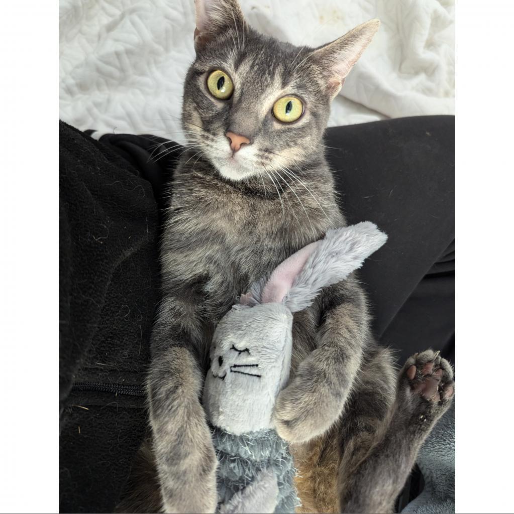 Usagi 3, an adoptable Manx in Austin, TX, 78704 | Photo Image 6