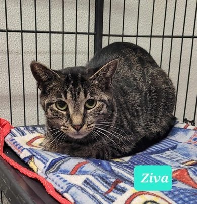 Ziva