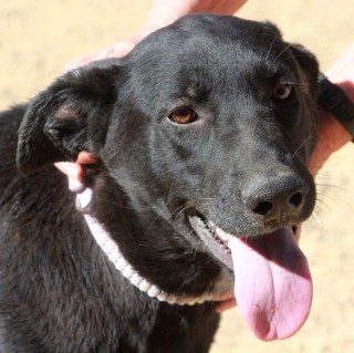 Lady*, an adoptable German Shepherd Dog in Kingman, AZ, 86401 | Photo Image 1