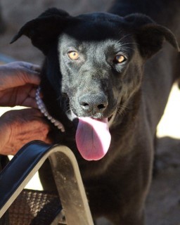 Lady*, an adoptable German Shepherd Dog in Kingman, AZ, 86401 | Photo Image 2