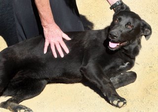 Lady*, an adoptable German Shepherd Dog in Kingman, AZ, 86401 | Photo Image 3