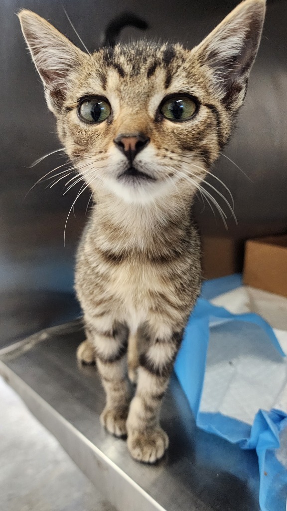 Andrew, an adoptable Domestic Short Hair in Brownwood, TX, 76801 | Photo Image 1