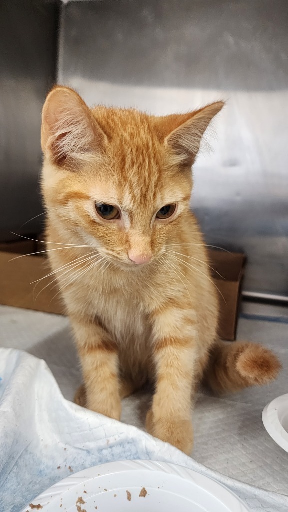 Wesley, an adoptable Domestic Short Hair in Brownwood, TX, 76801 | Photo Image 1