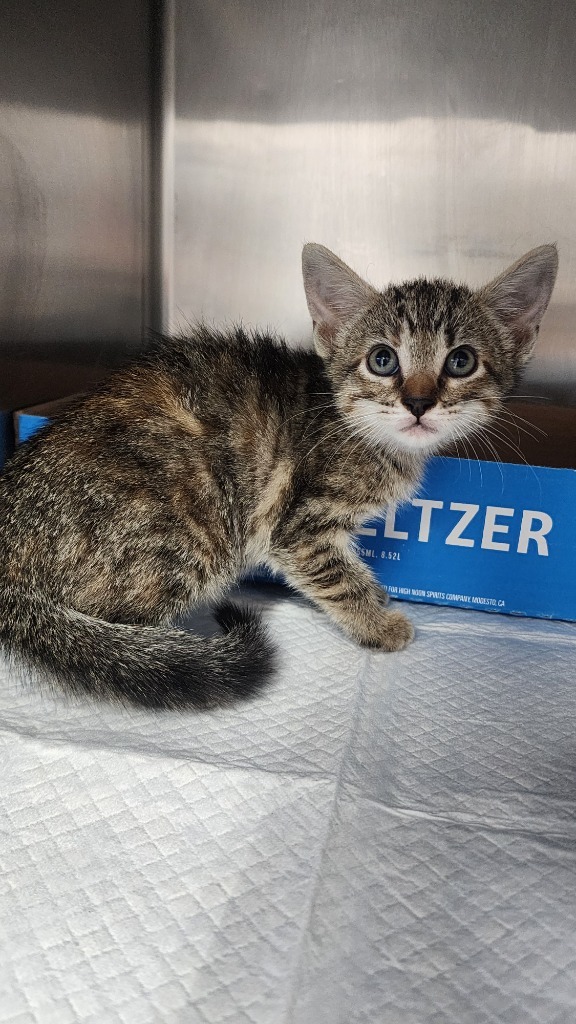 Poppy, an adoptable Domestic Short Hair in Brownwood, TX, 76801 | Photo Image 1