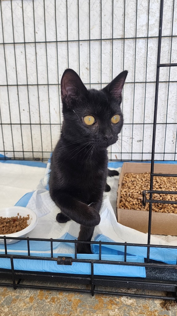 Mae, an adoptable Domestic Short Hair in Brownwood, TX, 76801 | Photo Image 1