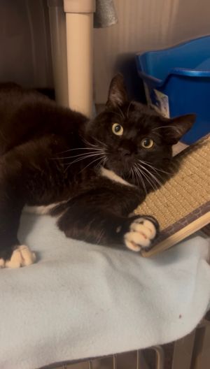 Meet Dante a sweet two-year-old gentleman who was found wandering the streets of Spring Valley des