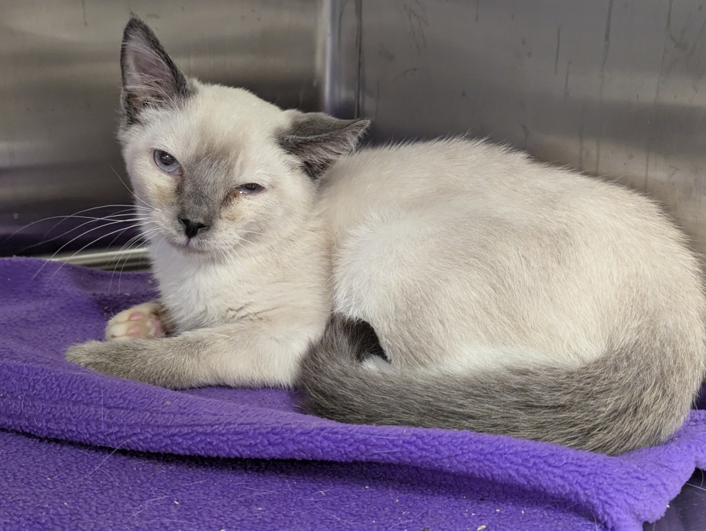 Cedar 114, an adoptable Domestic Short Hair in Havre, MT, 59501 | Photo Image 1