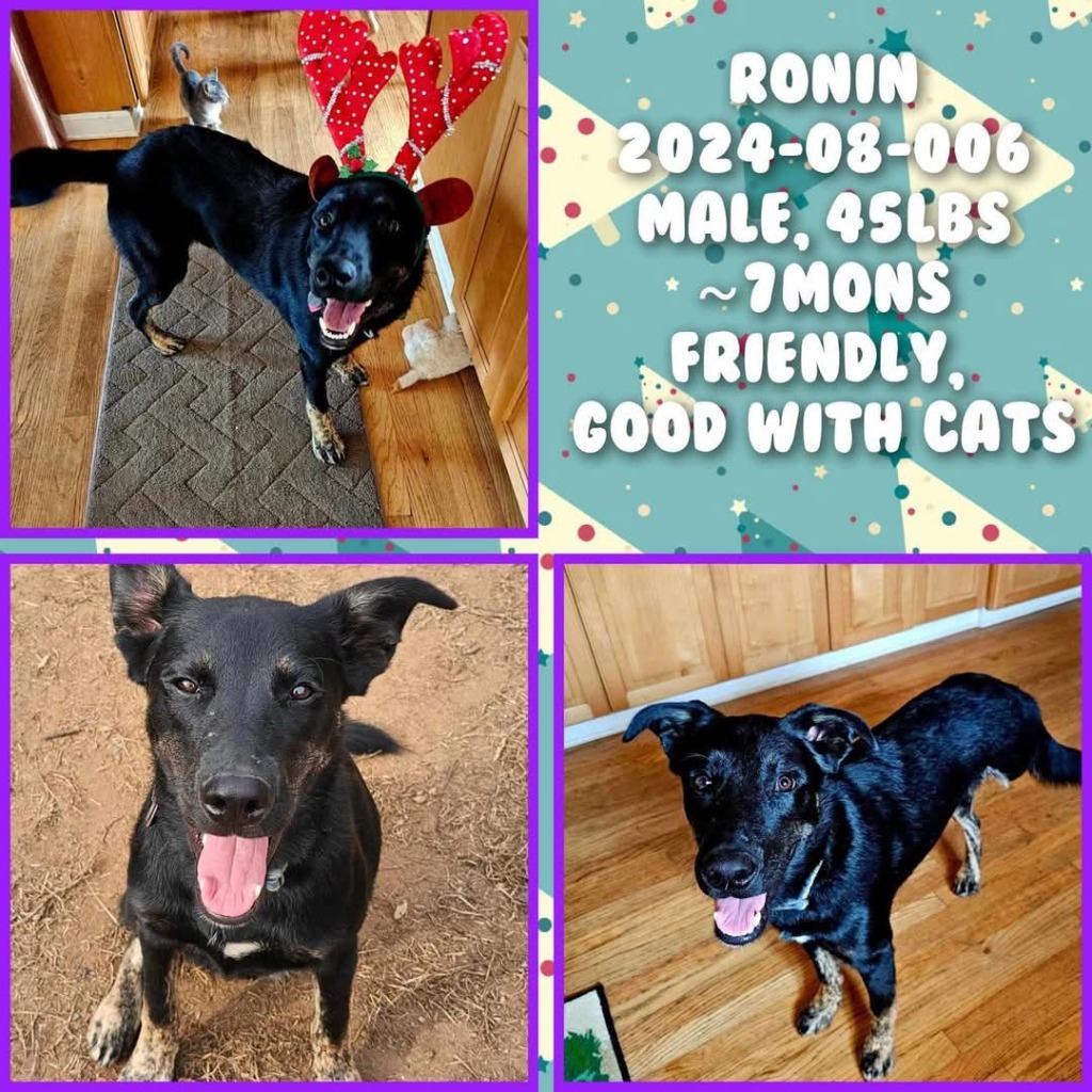 2024-08-006 *Ronin*