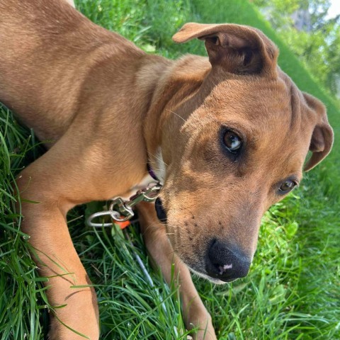 Lady, an adoptable Labrador Retriever, German Shepherd Dog in Duluth, MN, 55803 | Photo Image 4