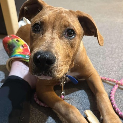 Lady, an adoptable Labrador Retriever, German Shepherd Dog in Duluth, MN, 55803 | Photo Image 5