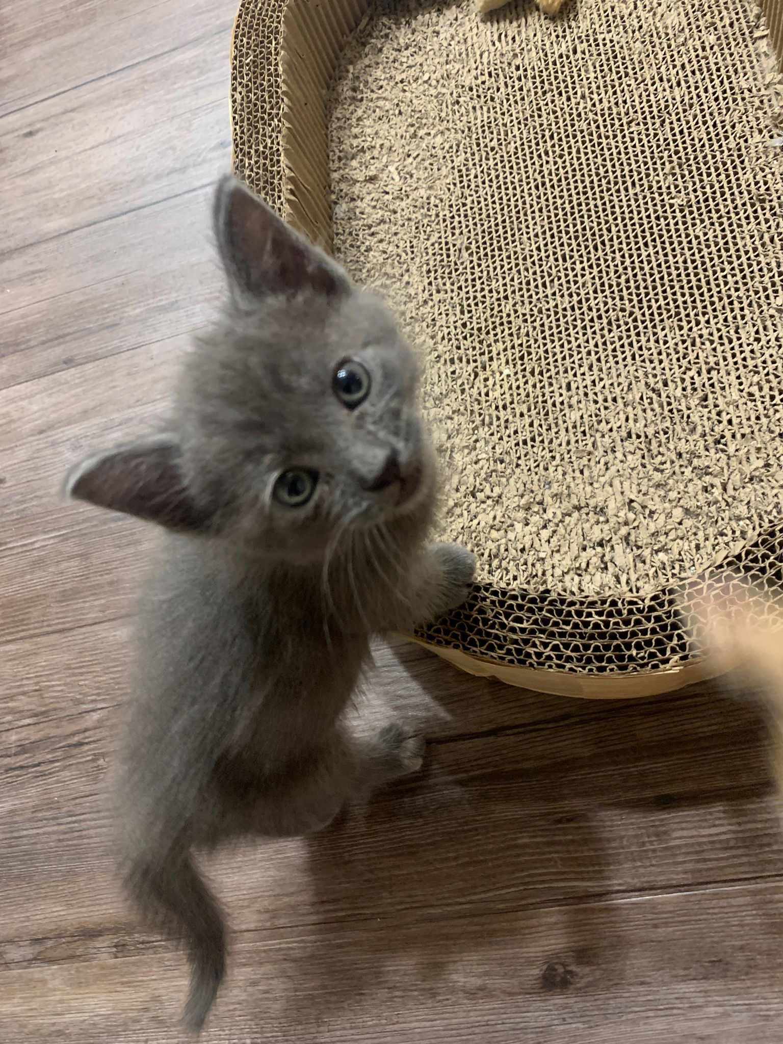 Cleo