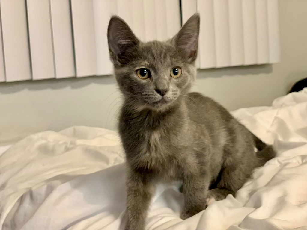 Cleo