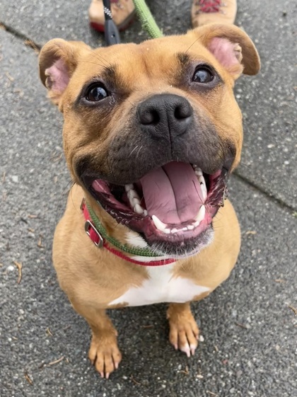 Maple, an adoptable Terrier, Mixed Breed in Everett, WA, 98201 | Photo Image 1