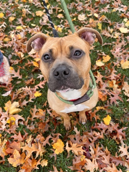 Maple, an adoptable Terrier, Mixed Breed in Everett, WA, 98201 | Photo Image 2