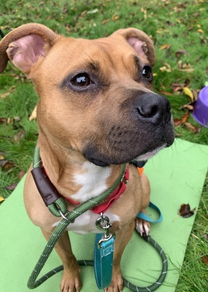 Maple, an adoptable Terrier, Mixed Breed in Everett, WA, 98201 | Photo Image 3