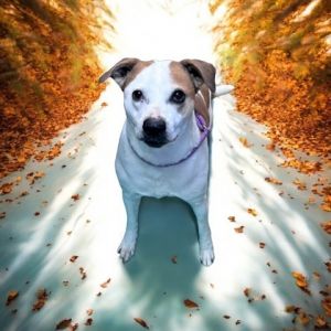 Checker, Adult Male Terrier