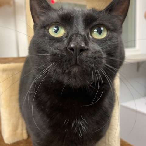 Luna (Mama Hershey)
