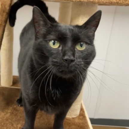 Luna (Mama Hershey)