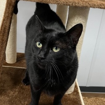 Luna (Mama Hershey)