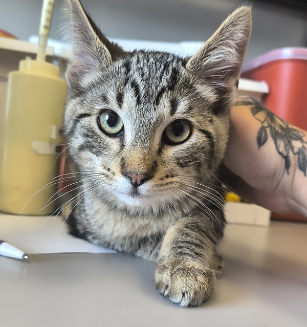 Cat for adoption *Umbreon*, a Domestic Short Hair Mix in Salt Lake
