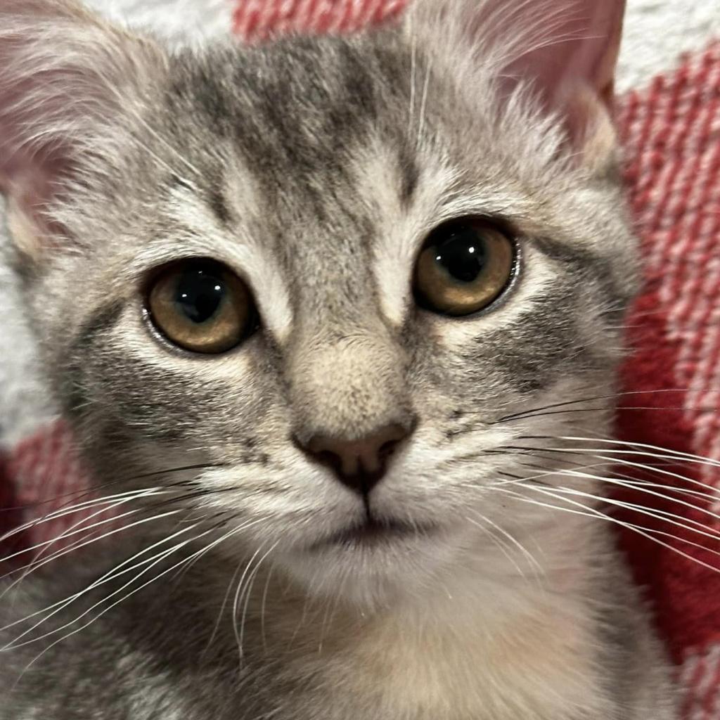 Malibu (Paired with Daisy)