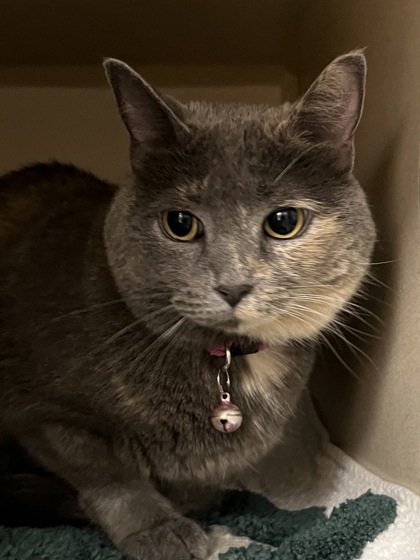 Luna, an adoptable Domestic Medium Hair, Domestic Short Hair in Durango, CO, 81301 | Photo Image 1