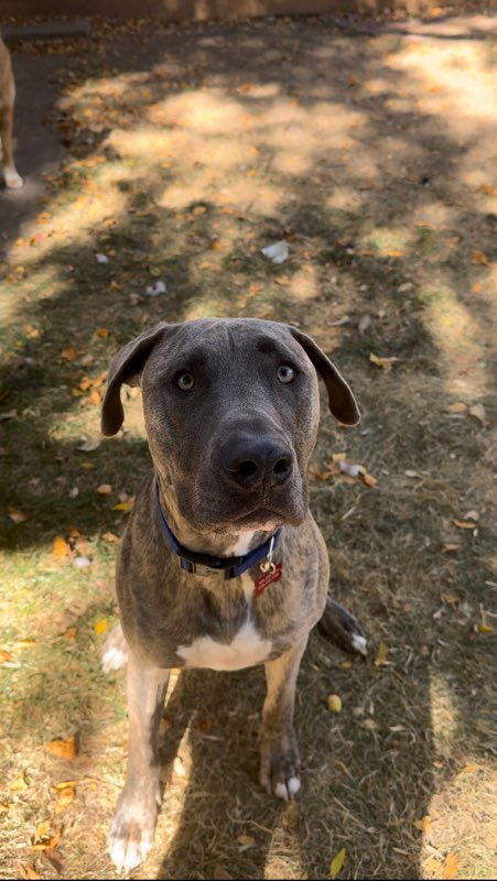 Hoagie, an adoptable Great Dane in Fort Collins, CO, 80524 | Photo Image 1